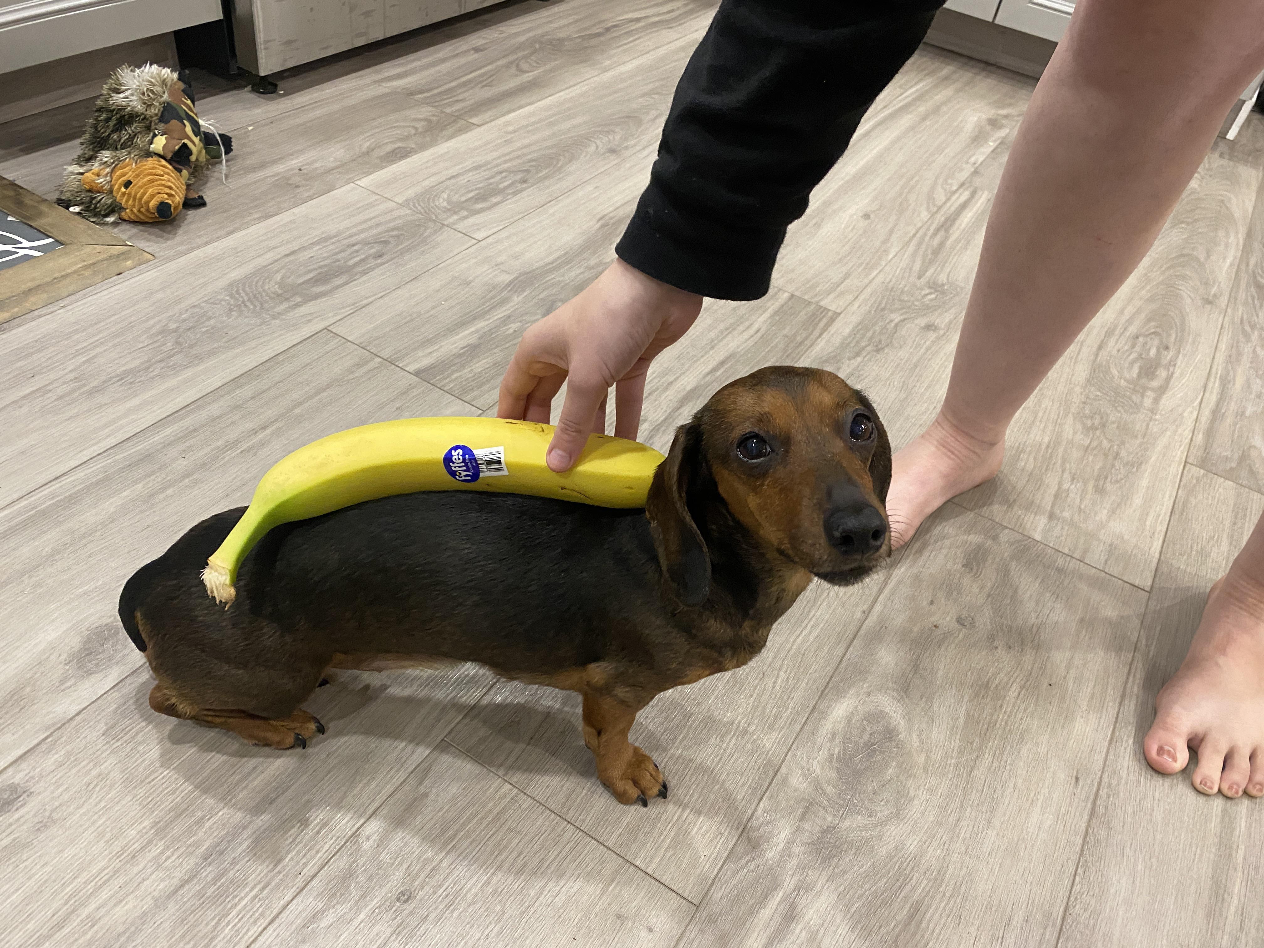 Dachshund approved.