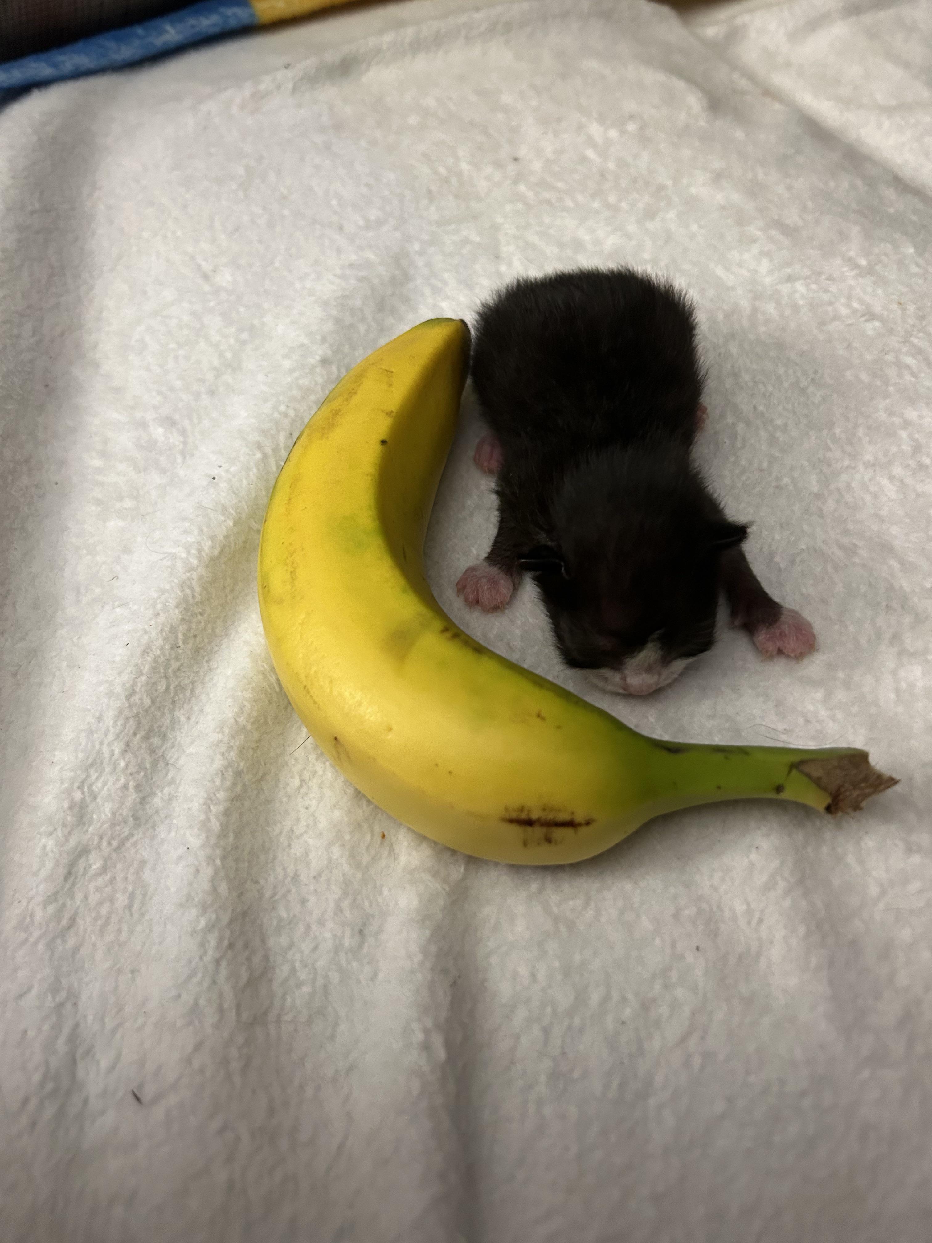 Pocket-size kitten makes bananas look huge.