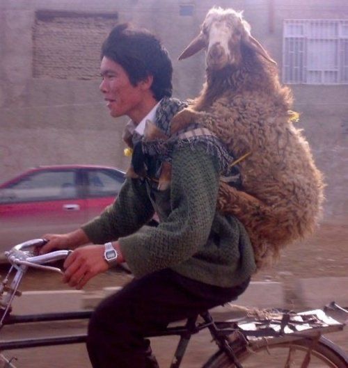 Goat Wheels Keep On Turnin'