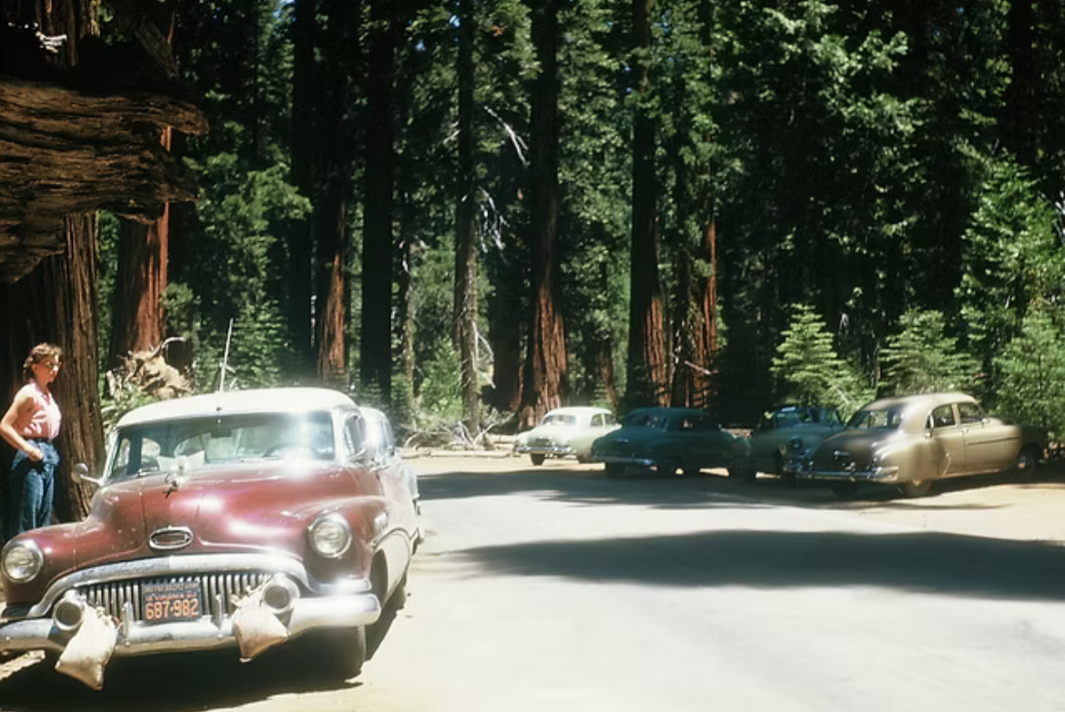 Among Giants: Redwood Trees, 1953