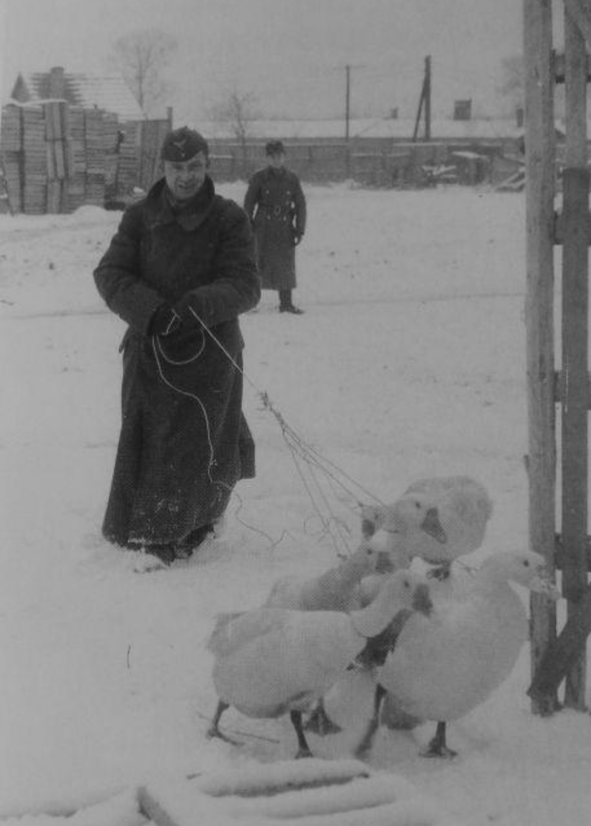 German Soldier Walking Geese, WWII