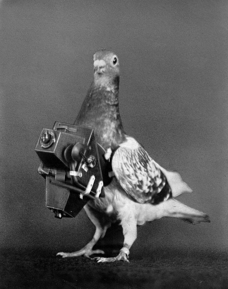 Spy Pigeons in WWI and WWII