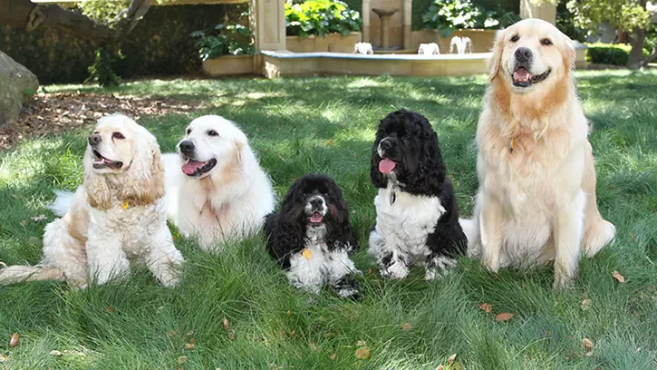 Oprah’s dogs