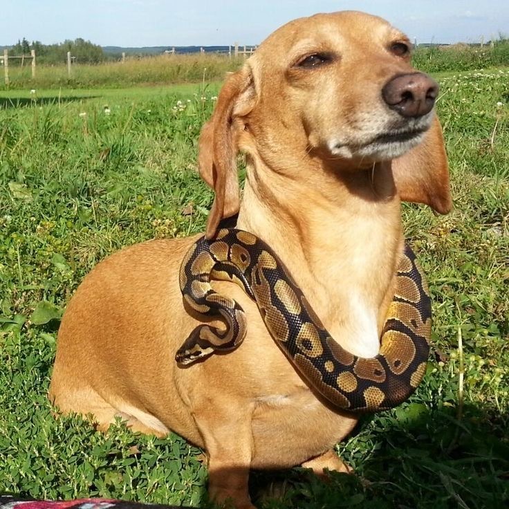 Sssscarf of the Damned