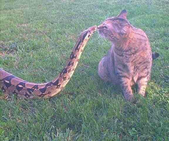 The Forbidden Kiss: Snake x Cat Edition