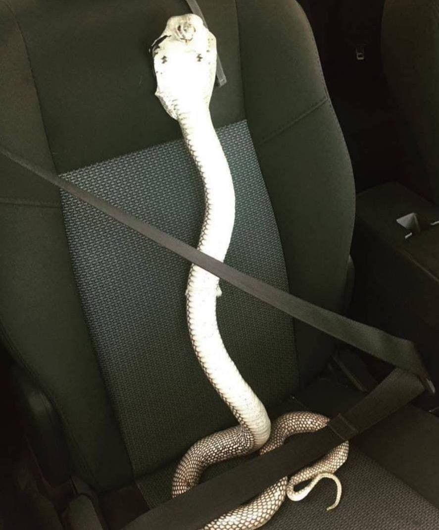 Buckle Up… It’s Gonna Hiss