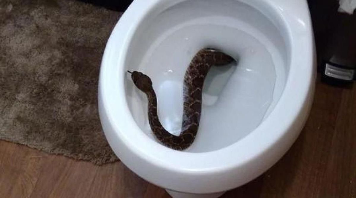 Toilet Take 2: The Sequel No One Asked For