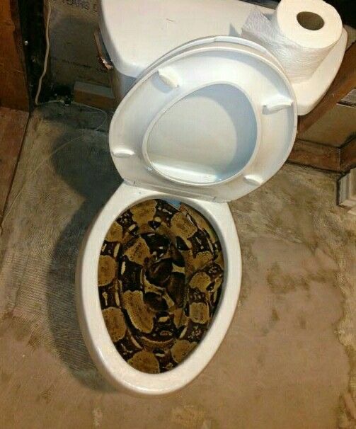 Toilet King Cobra: Long. Hiss. Flush.