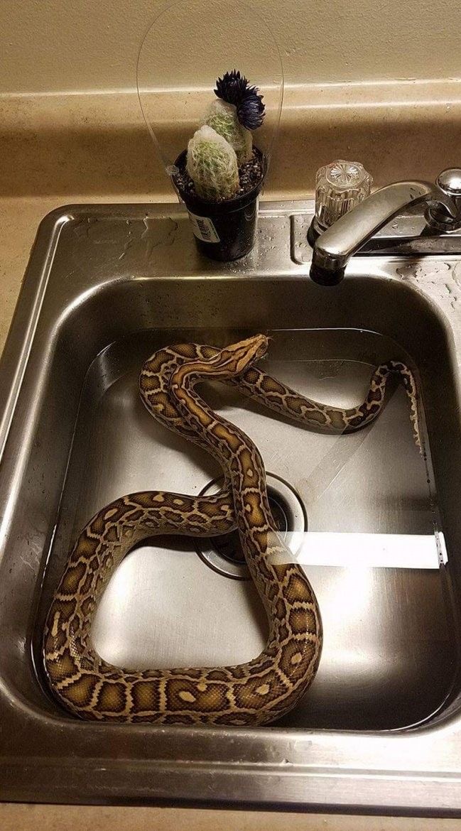 Sink or Sssslide