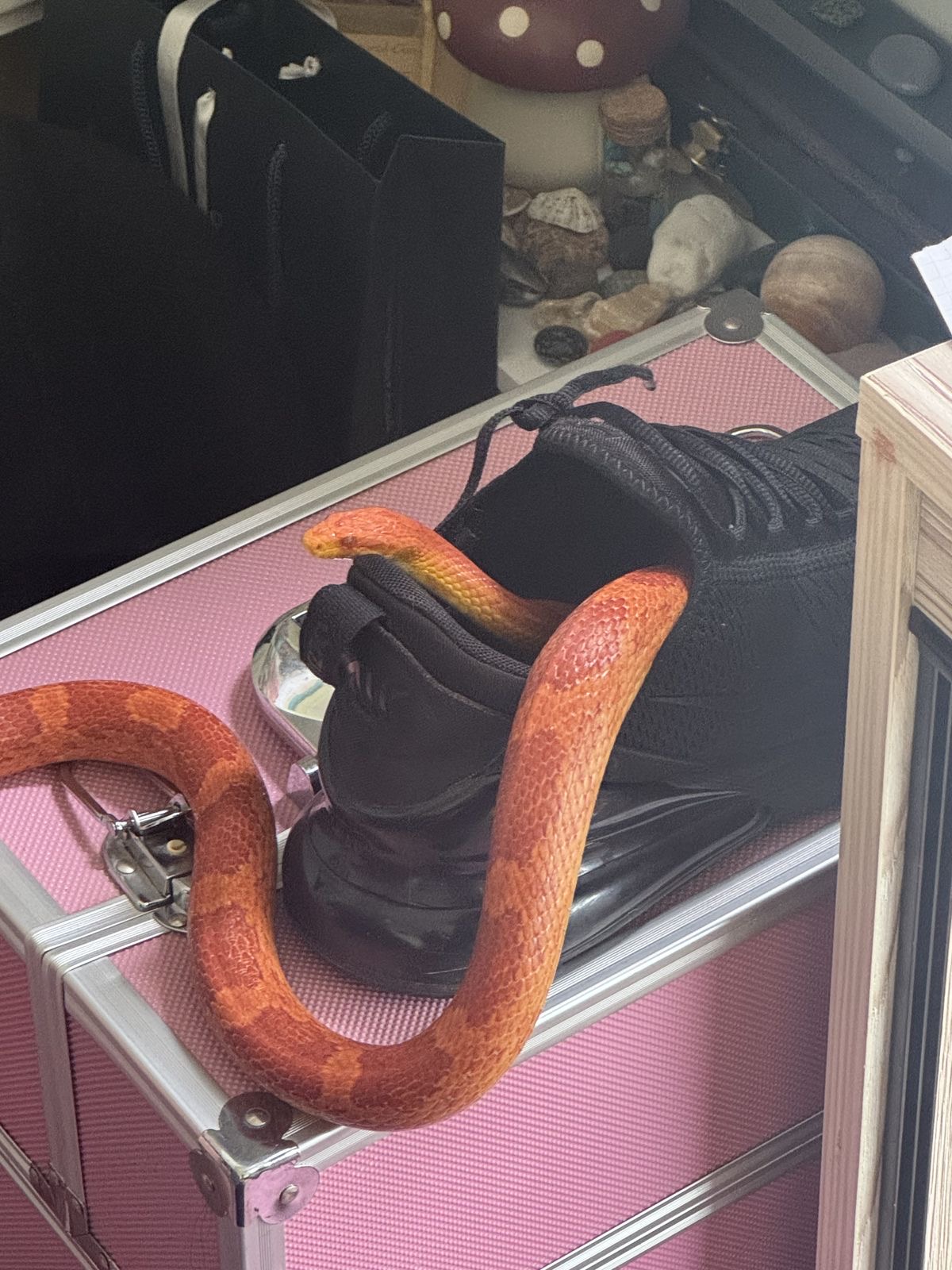 Sneaker Sneak Attack