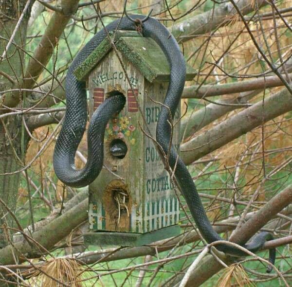 Birdhouse? More Like Bitehouse