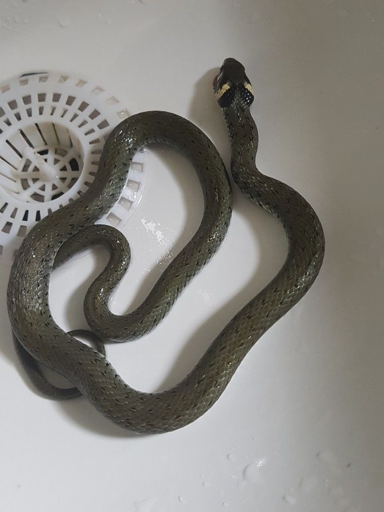 Another Sink. Another Serpent. Plumbers Hate This One Trick.