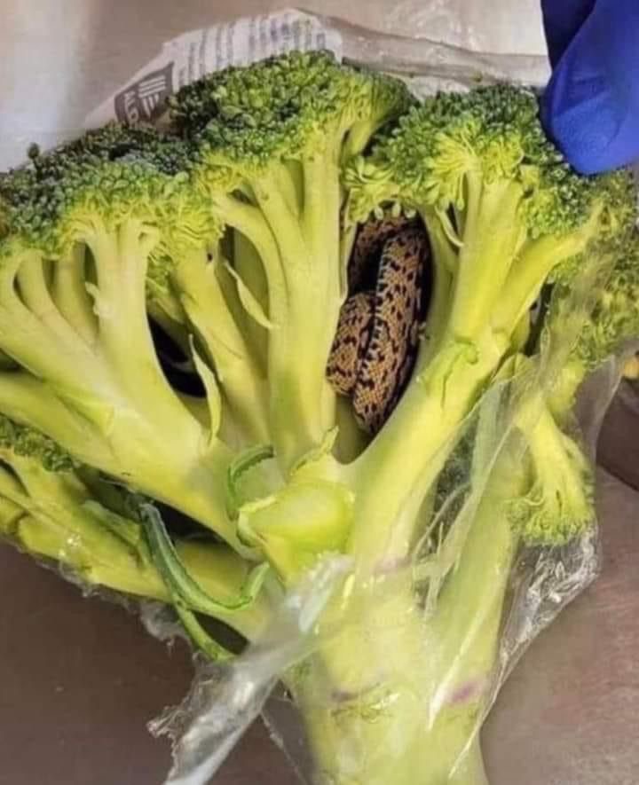 Your Broccoli’s a Trap
