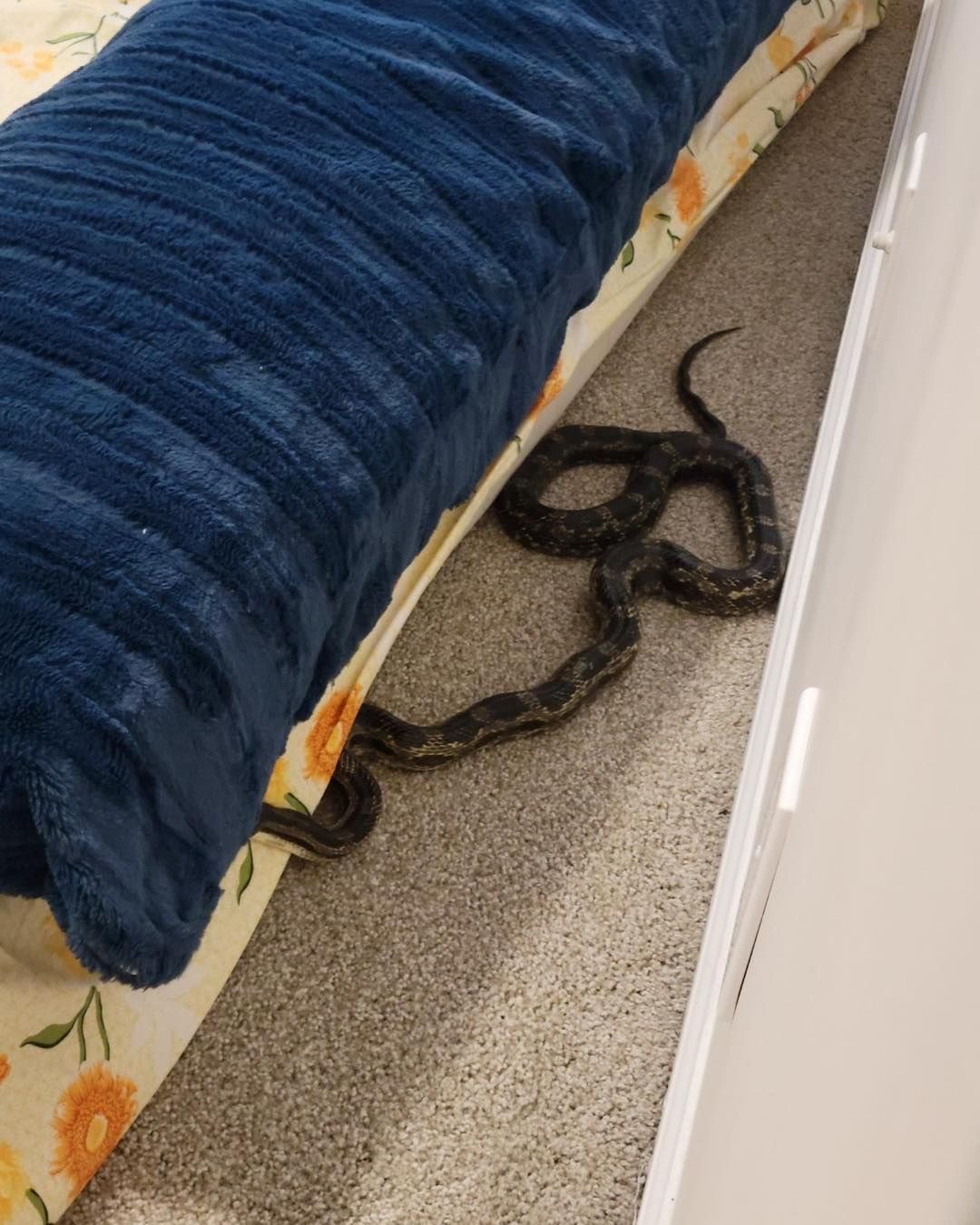 Under the Bed, Over Your Sanity