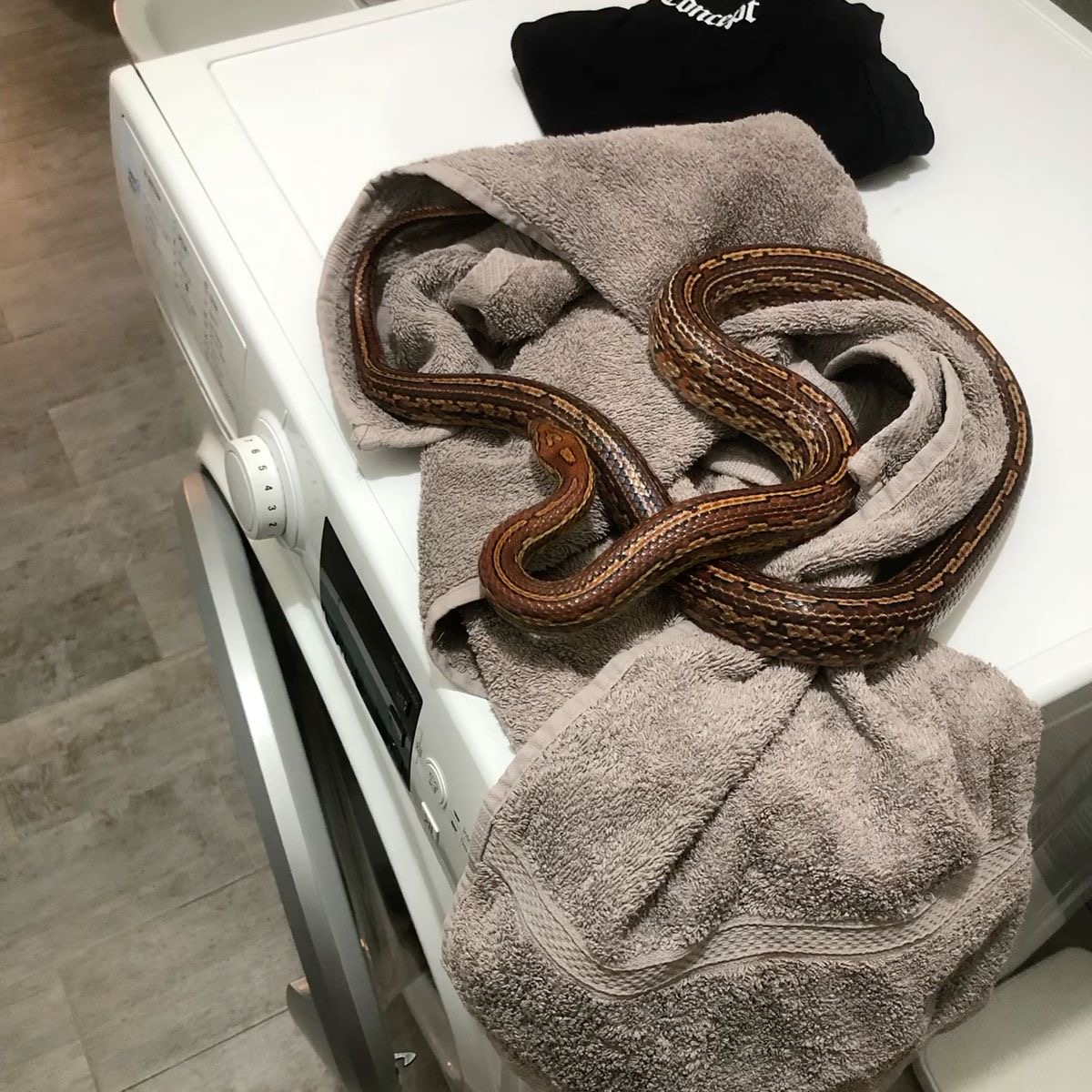 Washer Snake: Rinse, Coil, Repeat
