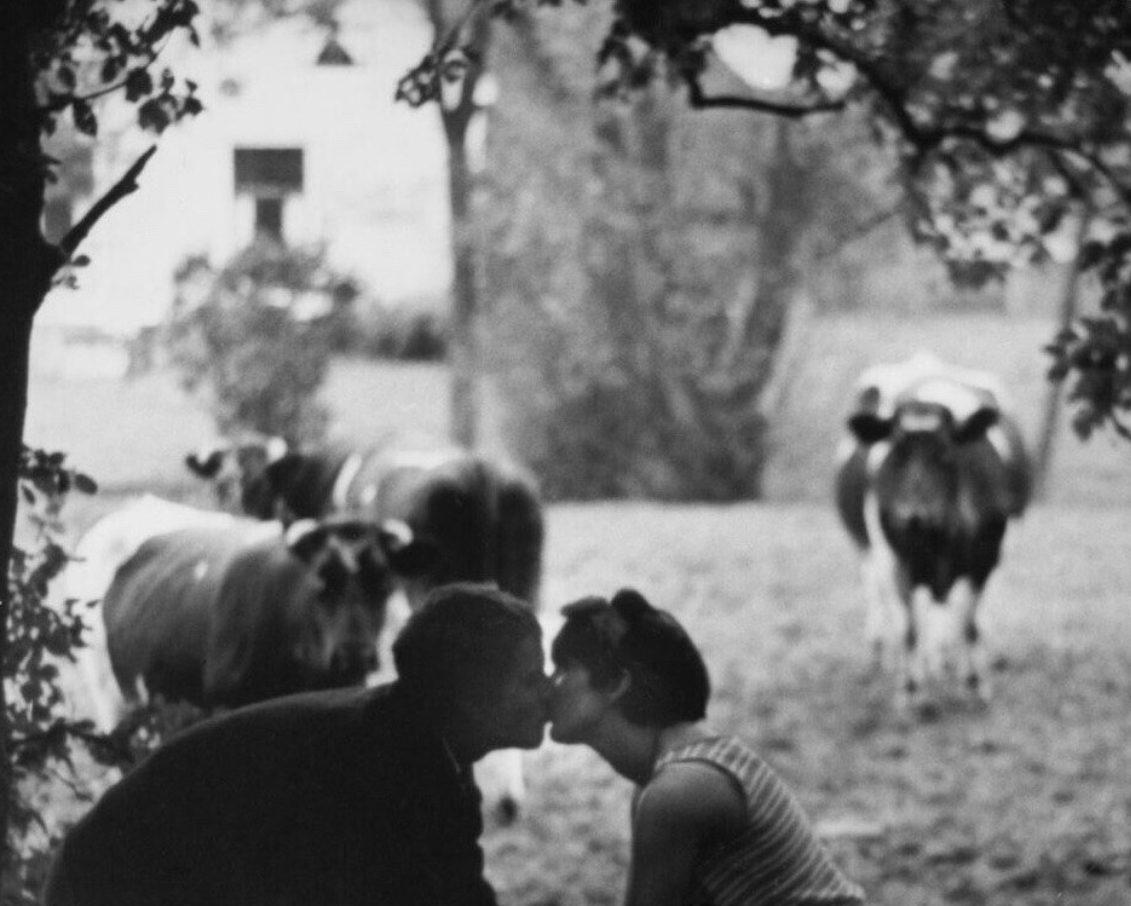 A Kiss Among Cows