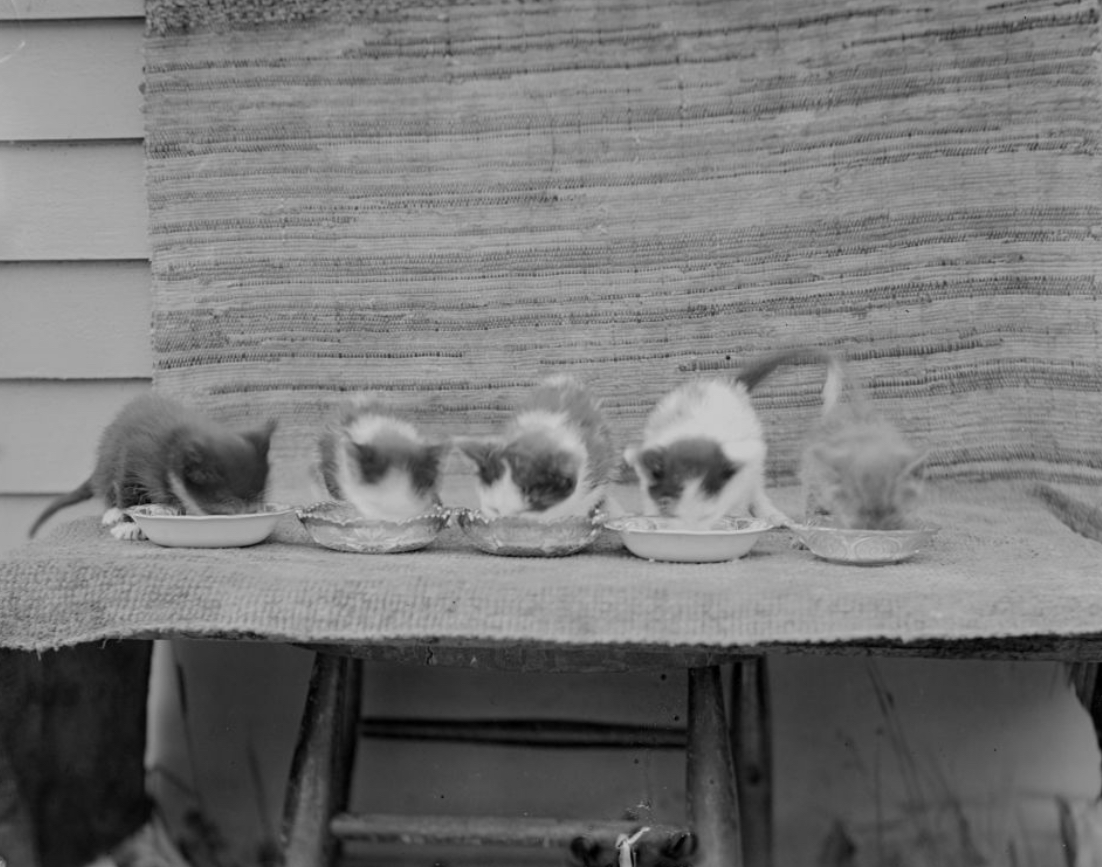 Milk Time on the Farm