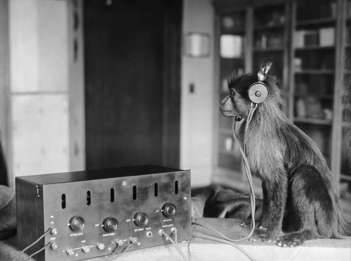 Monkey at the Trial