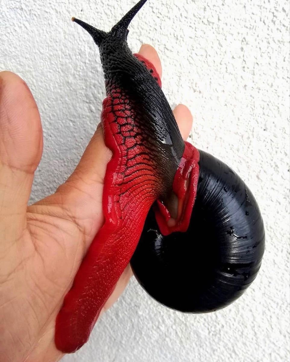 Fire Snail: Too Hot To Handle