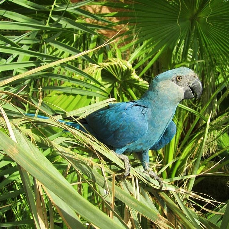 Spix’s Macaw: The Blue That Vanished