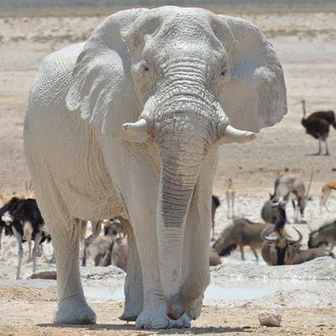 Albino Elephant: Ghost of the Savannah