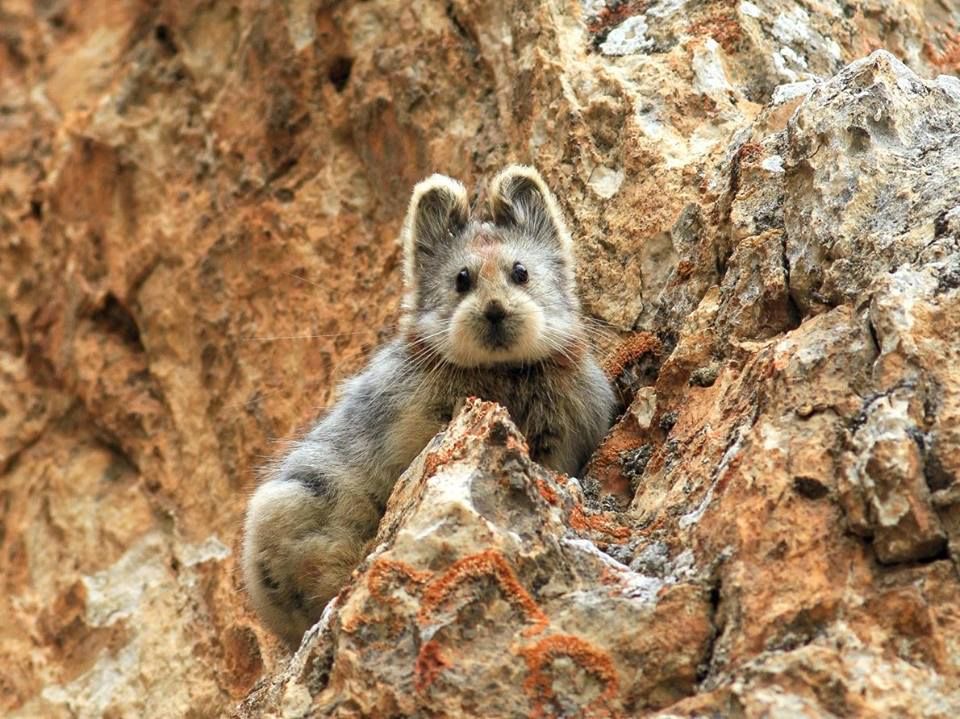 Ili Pika: The Real-Life Furball Pokémon