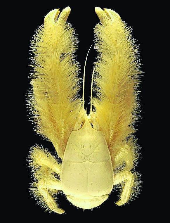 Yeti Crab: Deep Sea Hair Don’t Care