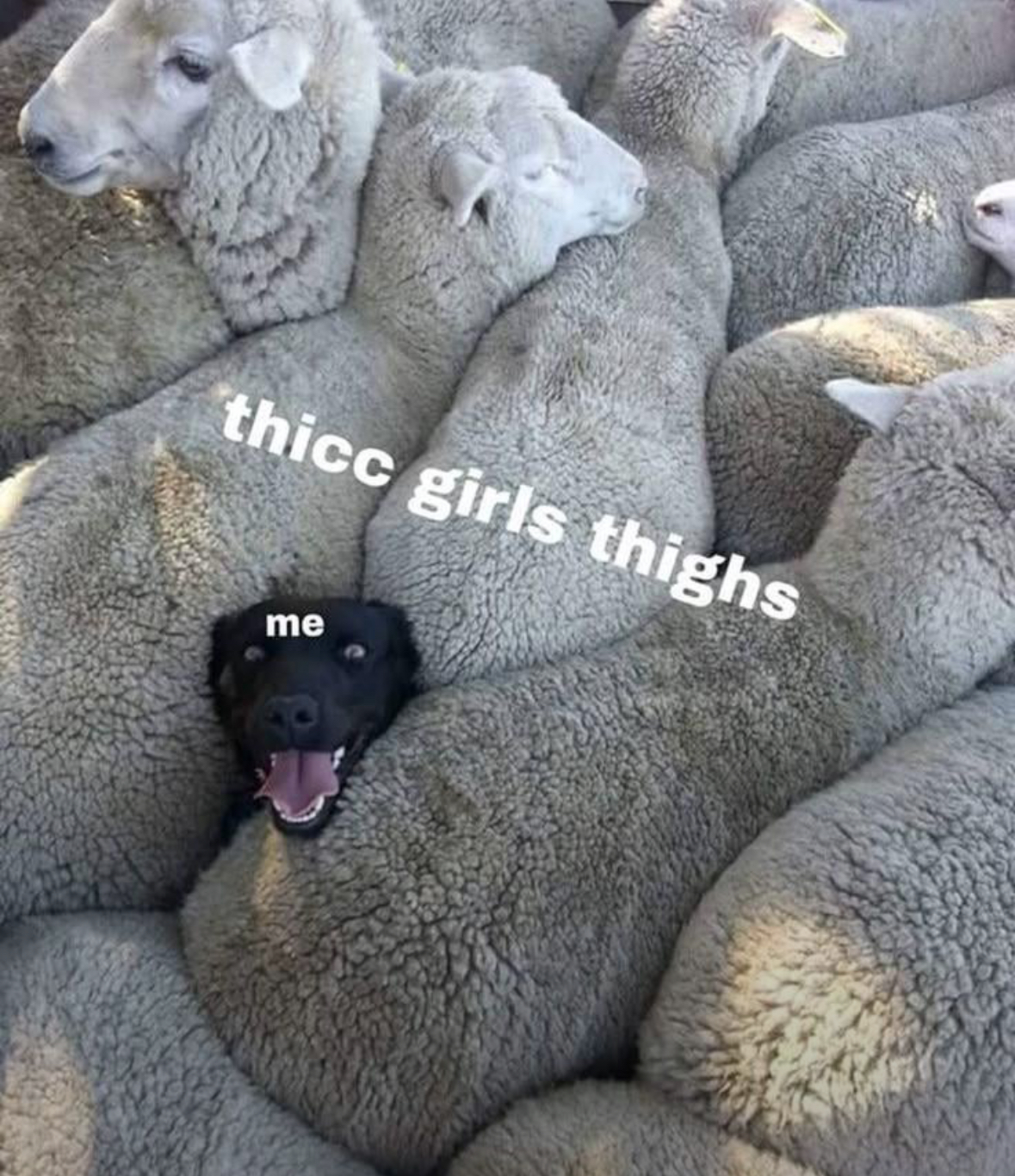 20 Random NSFW Memes That Just Scream 'Regret'