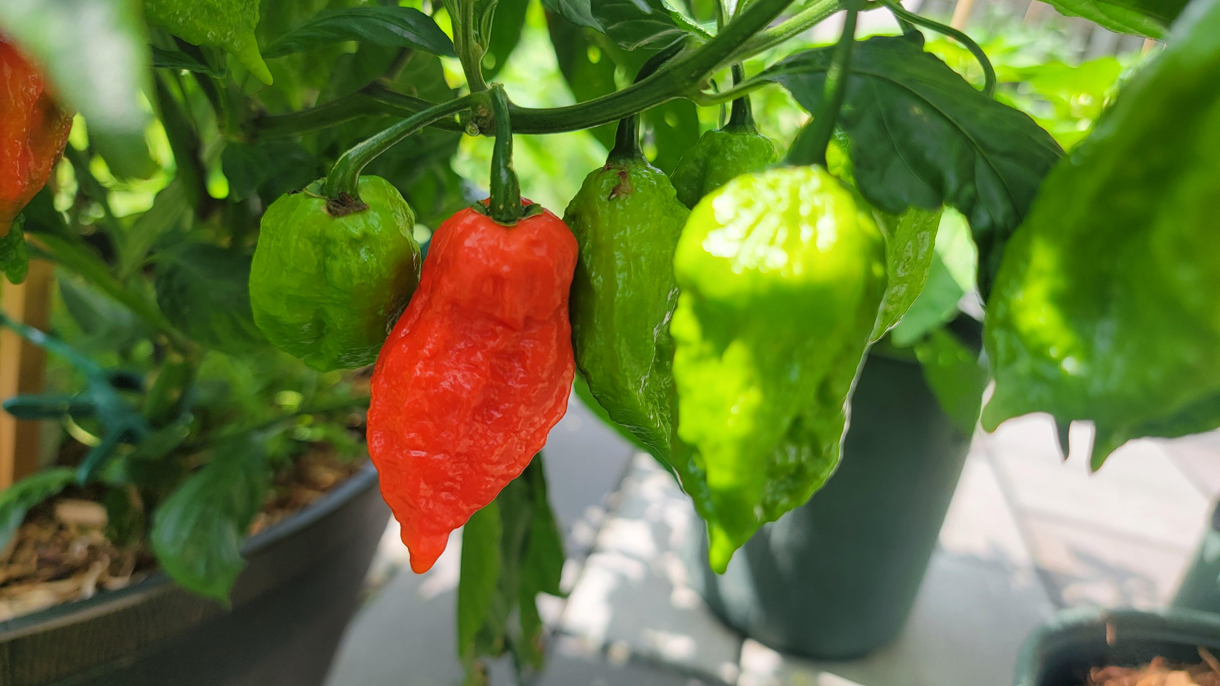 Ghost pepper challenge