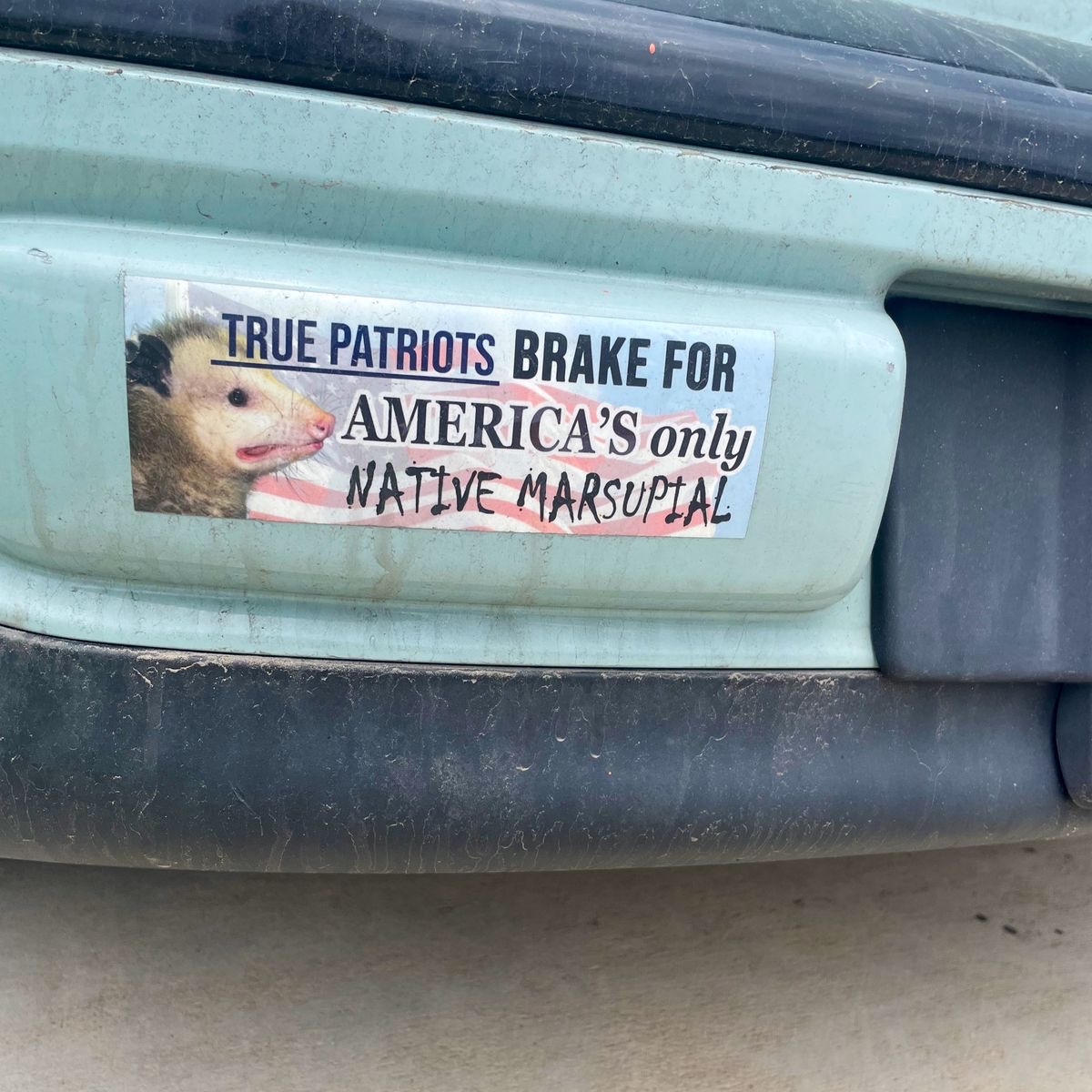 A True American Stops for the Opossum