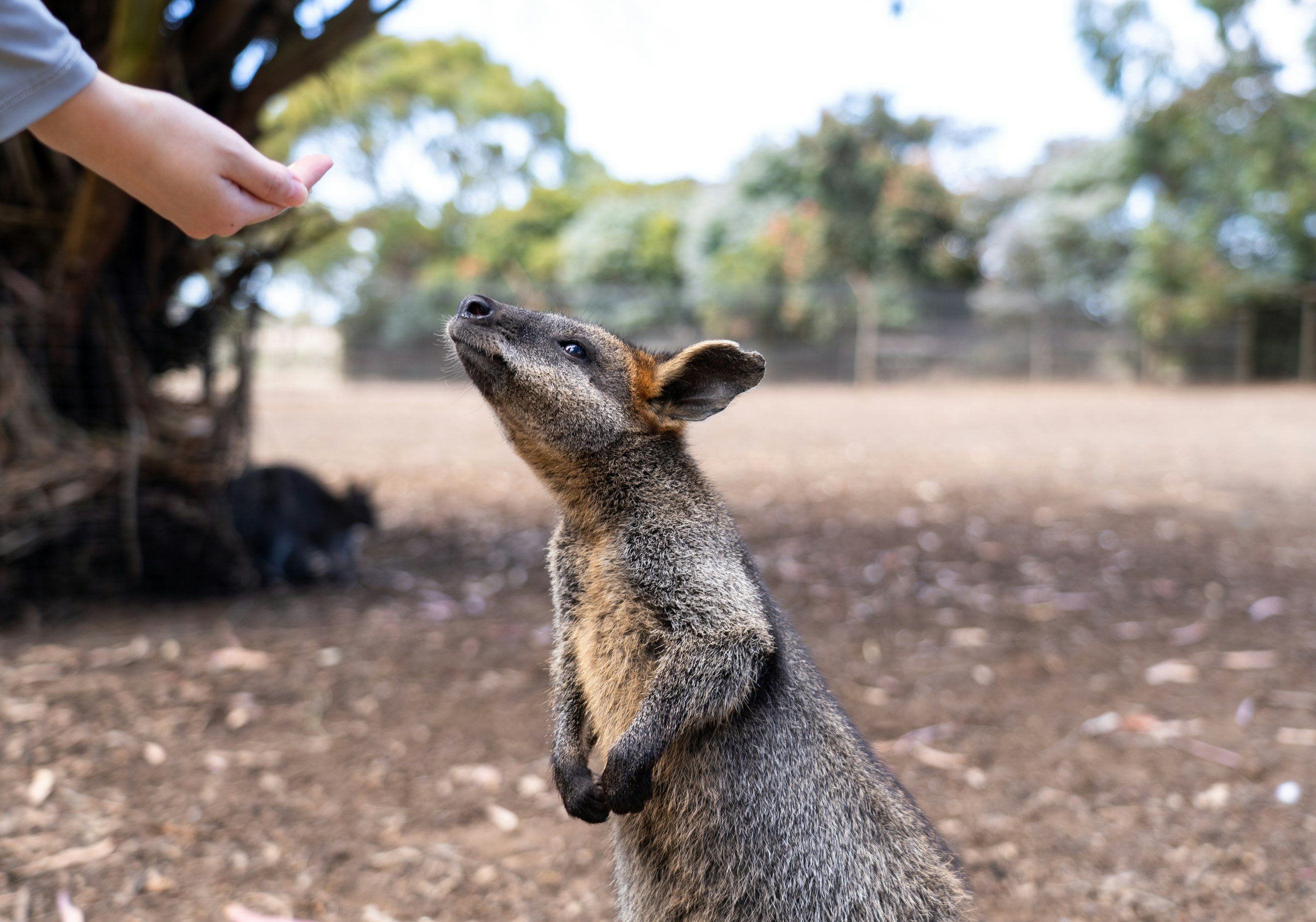 Feeding a wild animal after being warned not to.