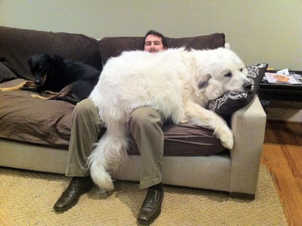 Lap Dog… In Theory.