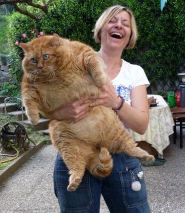 Orange Cat, 30 Pounds of Chaos and Joy.