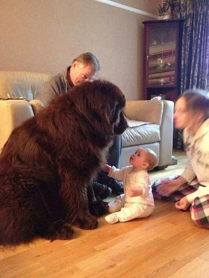Baby vs. Beast And Somehow, It’s Adorable.