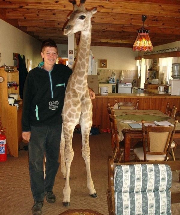Wait... Is That a Giraffe in the Living Room?