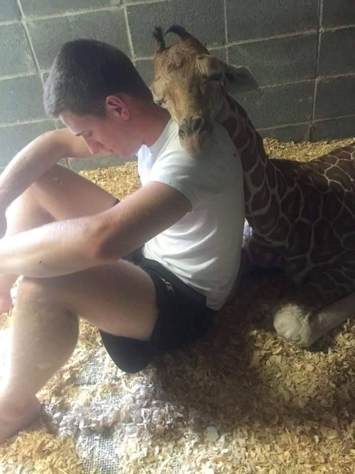 Giraffe Nap = Full-Body Blanket.