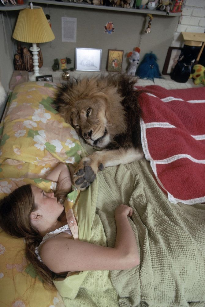 Teen Girl + Lion in Bed = Zero Sleep for Parents.