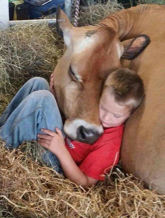 Cow + Nap = The Ultimate Childhood Memory.