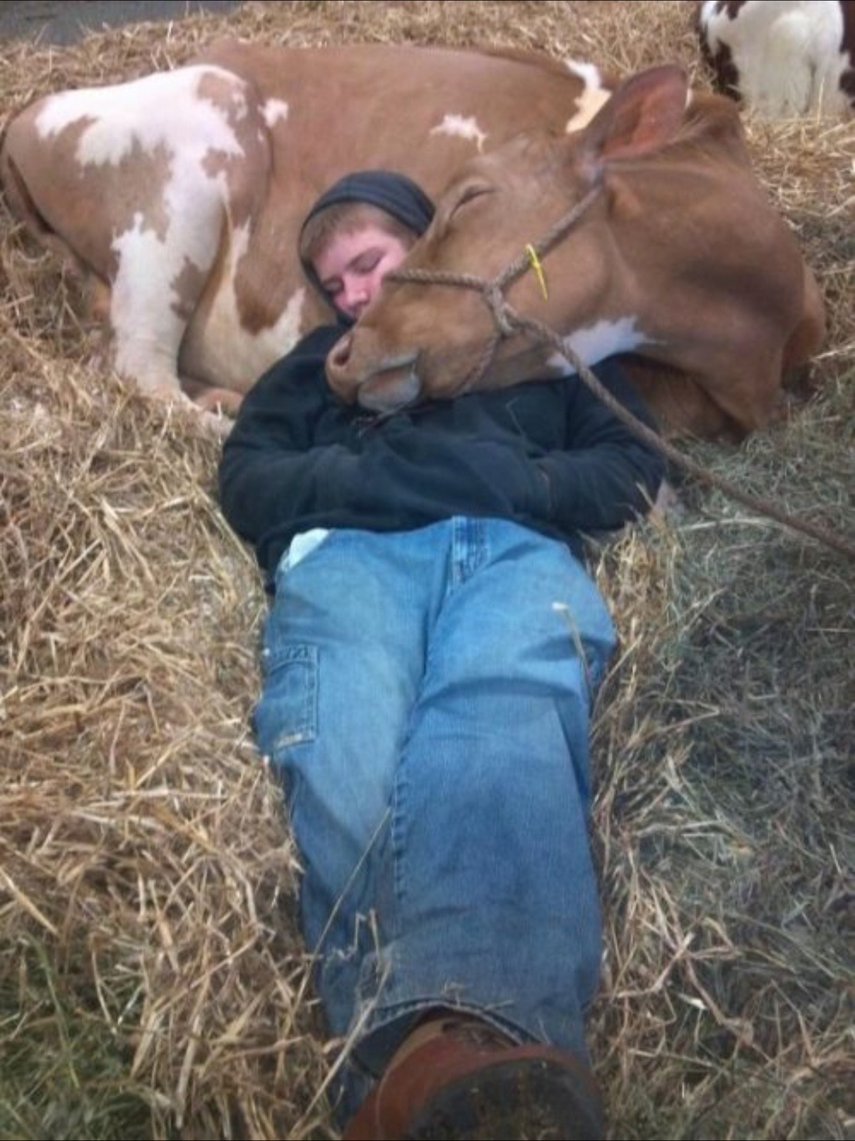 He’s Got Homework. The Cow’s Got Cuddles.
