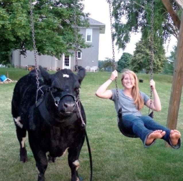 This Girl Swings. The Cow Supervises.