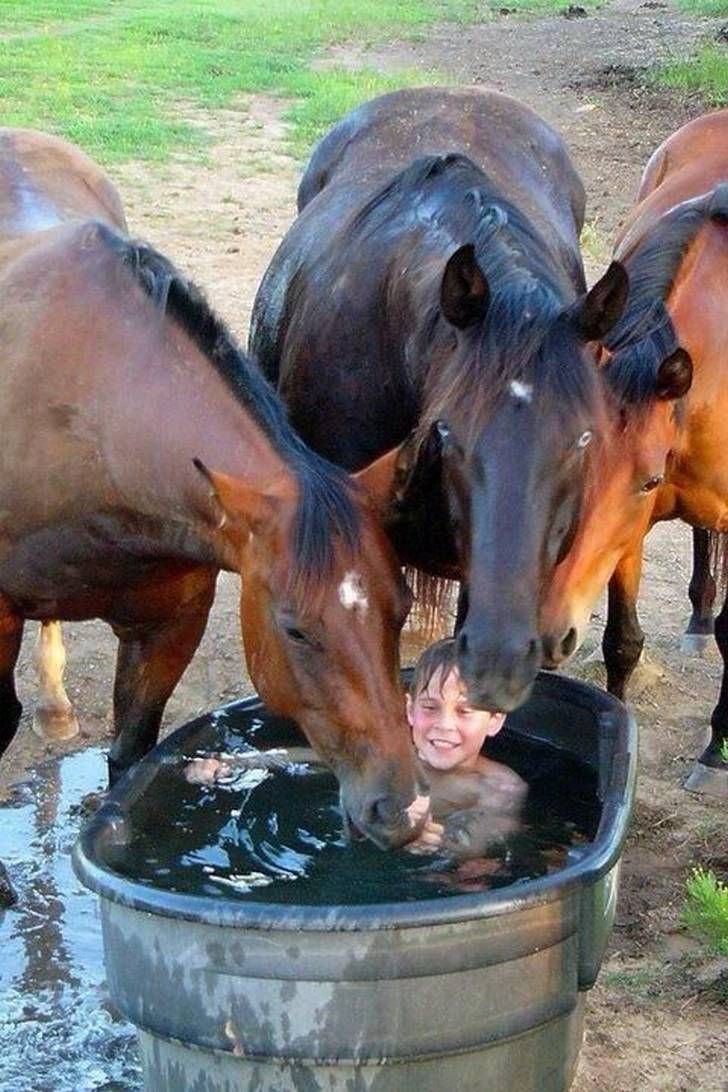 Kid in the Tub. Horses in the Chat.