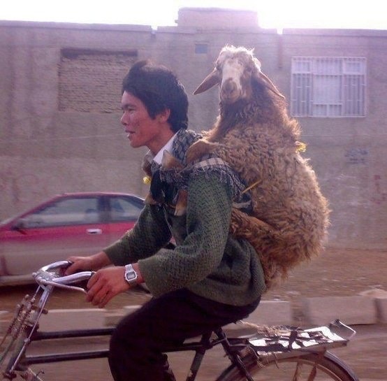 This Sheep Said: ‘Let Me Ride or I Bleat.’