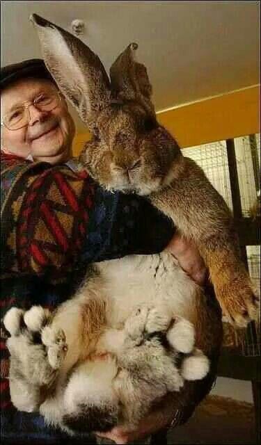 Old Man, Giant Rabbit, Eternal Bond.