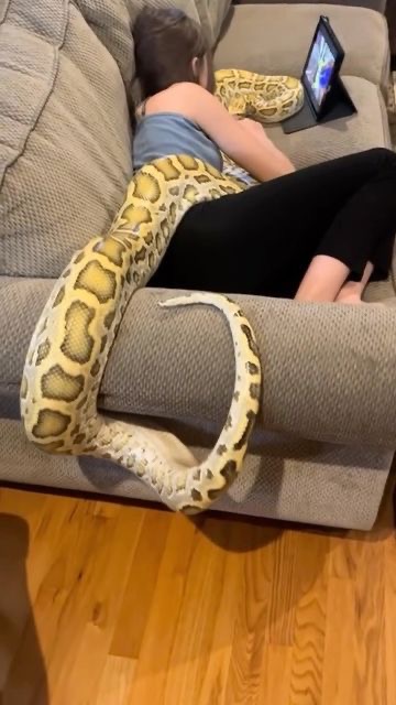 Netflix and Sssssnuggle.