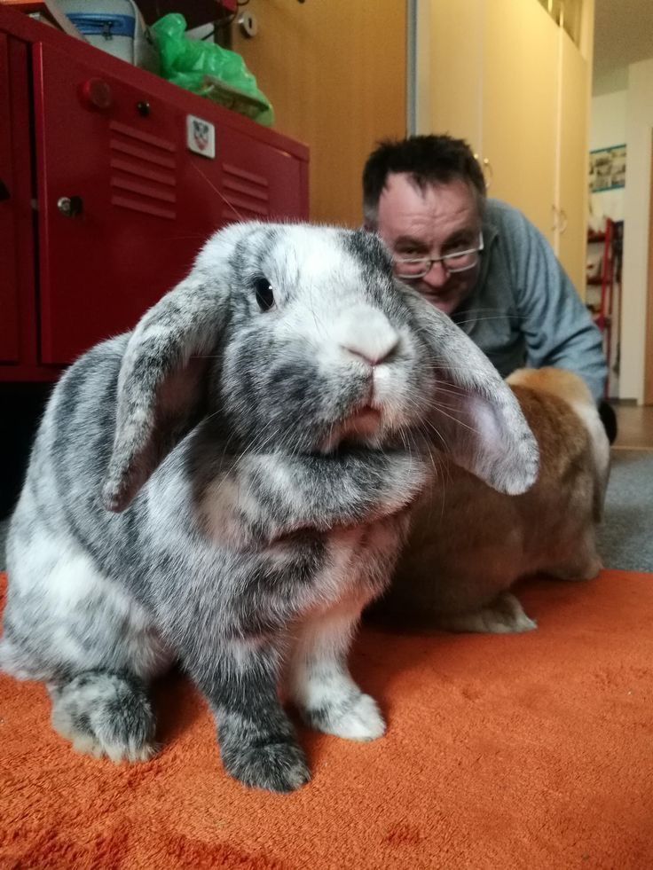 Man and Bunny: Same Size. Same Vibe. Same Energy.