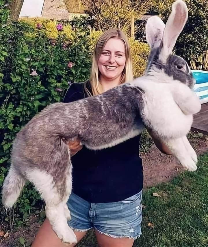 Bunny So Big, Ears Come With a Warranty.