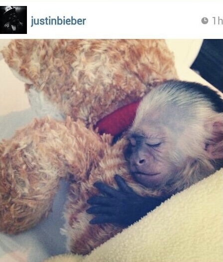 Justin Bieber Once Had a Pet Monkey… Until Germany Said Nein