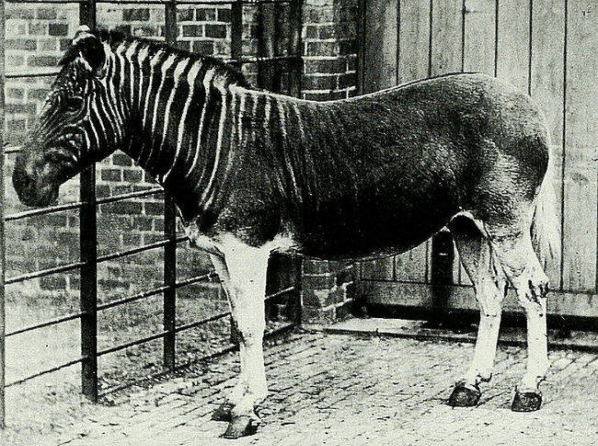 The Last of Its Kind: Only Photo of the Now-Extinct Quagga (1870)