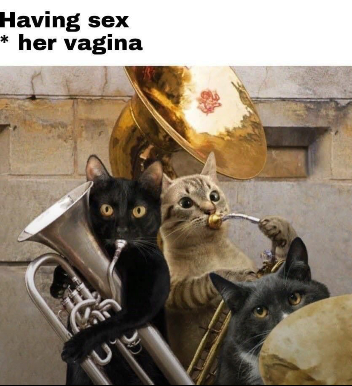 20 NSFW Kitty Memes That Are Serving Main Character Energy