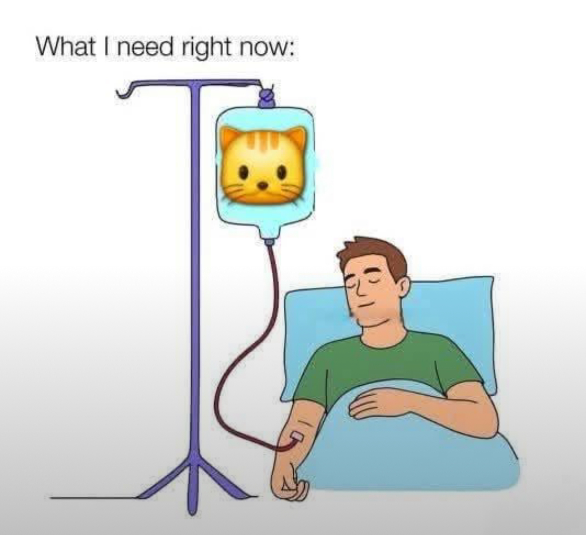 20 NSFW Kitty Memes That Are Serving Main Character Energy